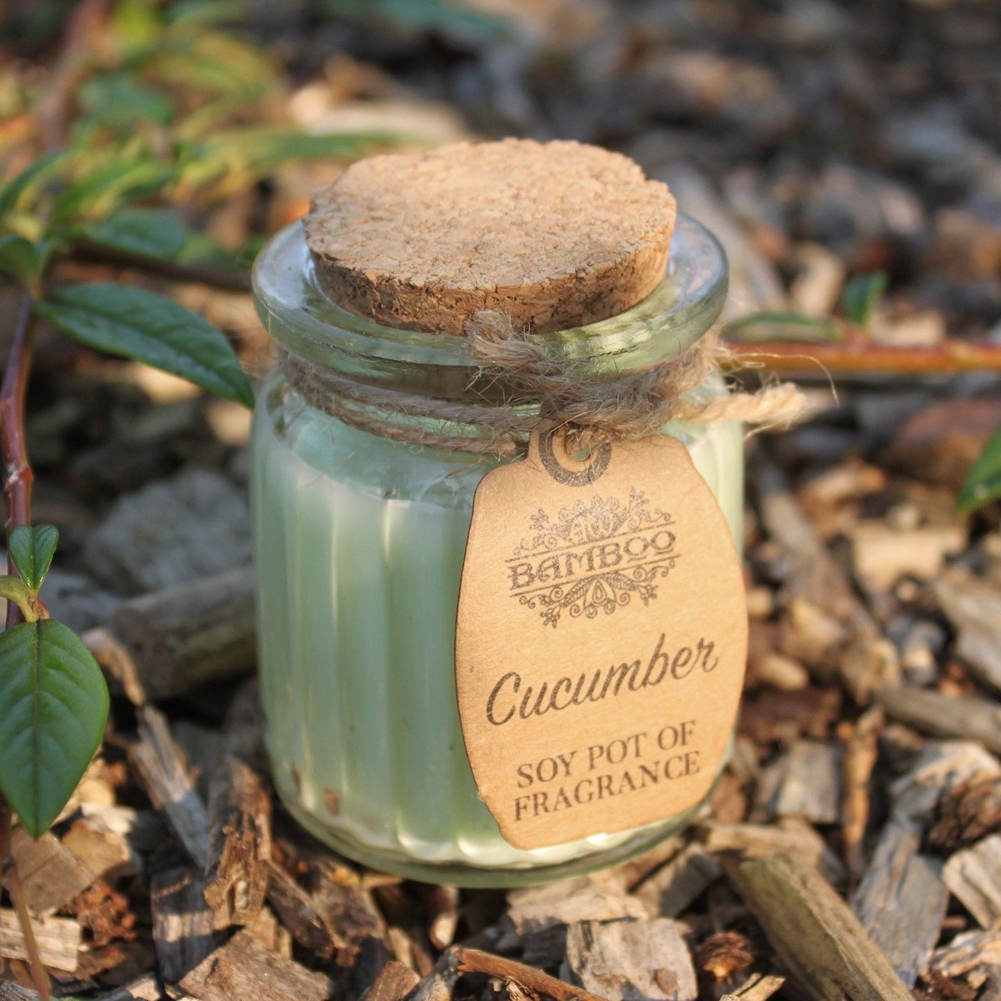 Soy Pot of Fragrance Candles - Cucumber