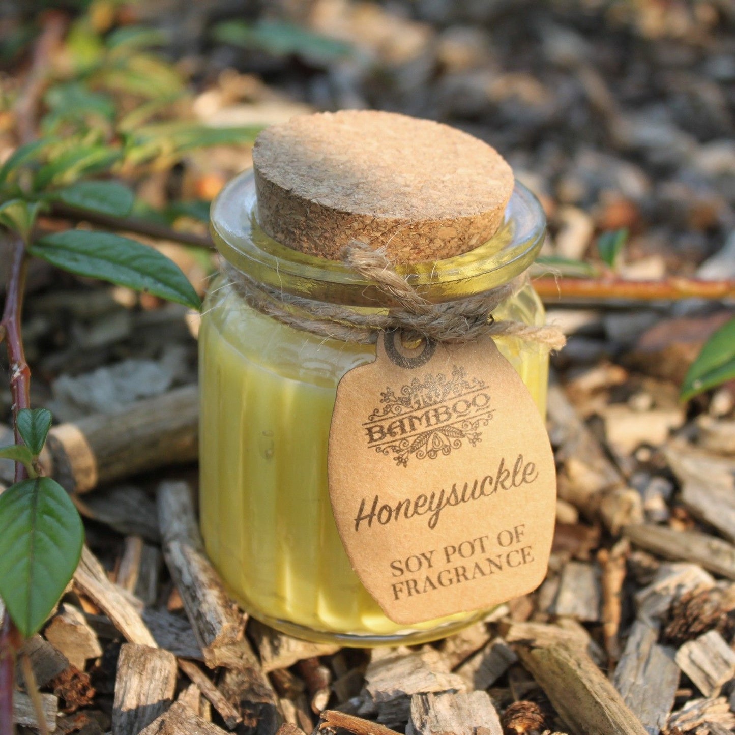 Soy Pot of Fragrance Candles - Honeysuckle